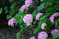 紫陽花